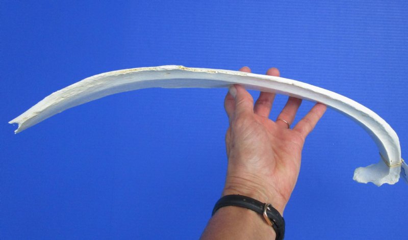 22 inches Single Genuine Water Buffalo Rib Bone for Sale for Scrimshaw Art