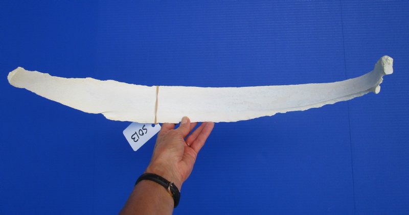 25 inches Single Authentic Water Buffalo Rib Bone for Sale for
