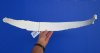 25 inches Single Authentic Water Buffalo Rib Bone for Sale for Scrimshaw Art - You are buying this one for $11.99