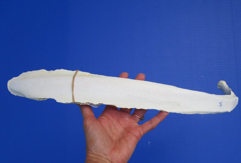 25 inches Single Real Water Buffalo Rib Bone for Sale for Bone Art
