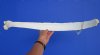25 inches Single Authentic Water Buffalo Rib Bone for Sale for Crafts - You are buying this one for $11.99