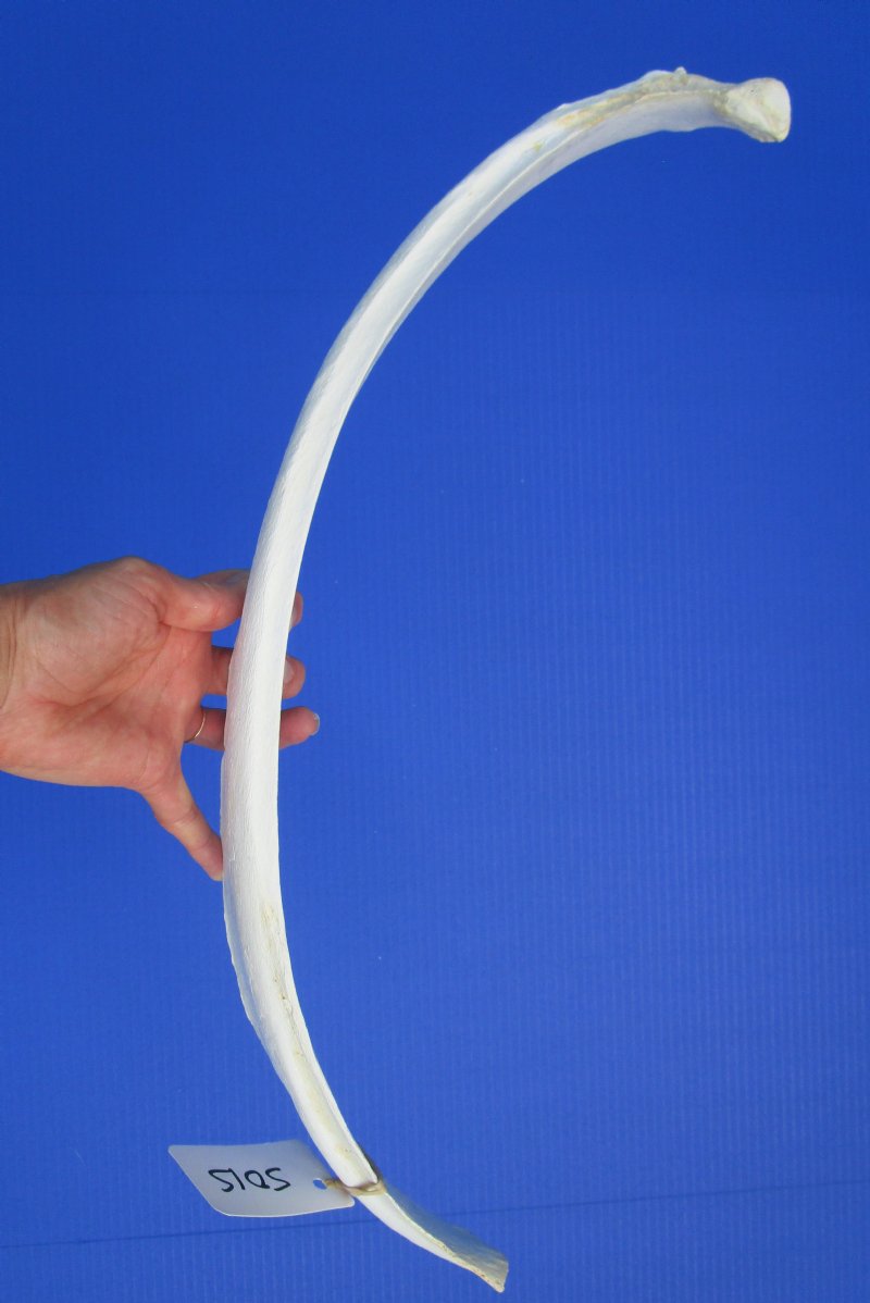 25 inches Single Authentic Water Buffalo Rib Bone for Sale for Crafts