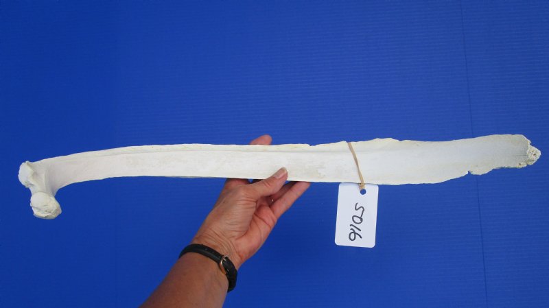 23 inches Single Water Buffalo Rib Bone for Scrimshaw Art