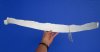 26 inches Single Genuine Water Buffalo Rib Bone for Sale - You are buying this one for $11.99