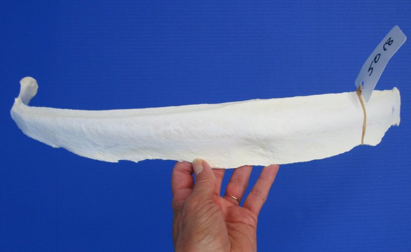 26 inches Single Genuine Water Buffalo Rib Bone for Sale