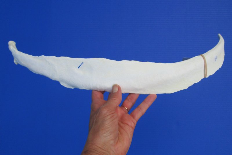 23 inches Single Real Water Buffalo Rib Bone for Sale for Painting