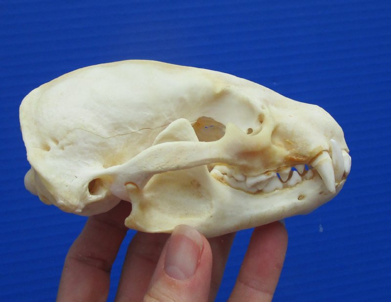 3766 skulls 50 mm wide