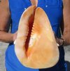 8-1/2 by 7 inches Gorgeous Authentic Cassis Cornuta Seashell for Sale, Yellow Hemet Shell Hand Picked - You are buying this one for $19.99