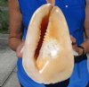 8-3/4 by 7-3/4 inches Pretty Peach Colored Horned Helmet Shell for Sale for Seashell Decor - You are buying the hand picked shell pictured for $19.99