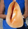 8-1/2 by 6-1/4 inches Genuine Pretty Yellow Helmet Seashell for Sale, Cassis cornuta, hand picked out of our large inventory - You are buying this one for $19.99