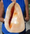 10-1/4 by 8-1/2 Pretty Real Large Yellow Helmet Seashell for Sale, Cassis Cornuta, Hand Picked - You are buying this one for $29.99