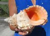 8-1/2 by 5 inches Very Nice Bursa Bubo Seashell for Sale, Giant Frog Shell - You are buying the hand picked shell pictured for $11.99