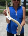 24-1/2 inches Unpolished White Kudu Horn Bone for Sale for Crafts - You are buying this one for $29.99