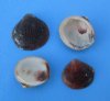 1 to 1-1/2 inches Brown Cockle Shells in Bulk - Case of 20 kilos (44 pounds) for  $1.60 a kilo