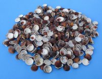 Brown Cockle Shells 1 to 1-1/2 inches - Case of 20 kilos for $1.50 a kilo