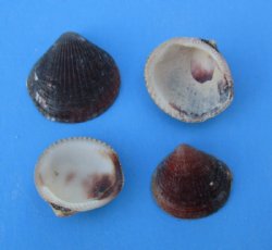 Brown Cockle Shells in Bulk 1 to 1-1/2 inches - 2 kilo bag @ $4.50 a bag; 3 bags @ $3.50 a bag