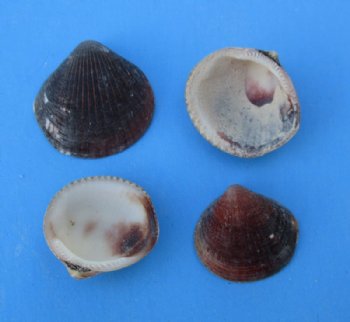 Brown Cockle Shells 1 to 1-1/2 inches - Case of 20 kilos for $1.50 a kilo