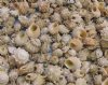3/4 to 1-1/2 inches Small Spurred Turban Shells <font color=red> Wholesale</font> - Minimum: 2 Cases of 20 kilos @ $2.90 a kilo 
