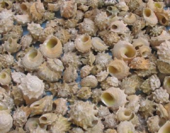 3/4 to 1-1/2 inches Small Spurred Turban Shells in Bulk - Case of 20 kilos @ $4.35 a kilo 