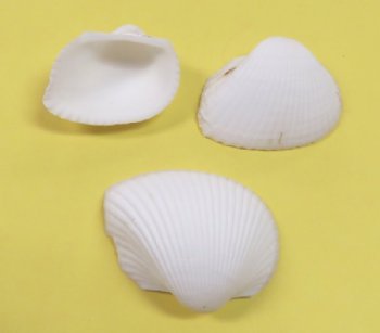 White Art Clam Craft Shells in Bulk 1 to 2-1/4 inches - Case: 20 kilos @ $1.65 a kilo