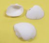 1 to 2-1/2 inches White Ark Clam Shells in Bulk, Arca Arca, White Seashells for Crafts, - 1 Bag of 2 kilos (4.4 pounds) @ $5.60 a bag; 3 Bags of 4.4 pounds each @ $4.60 a bag