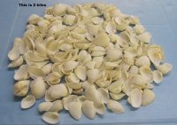 1 to 2-1/2 inches White Ark Clam Shells - 2 kilo bag @ $5.00 a bag; 3 Bags @ $4.00 a bag