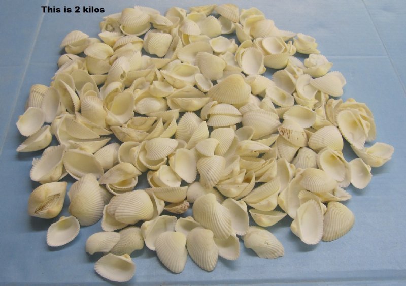 Case of 20 kilos (44 pounds) White Ark Clam Shells in Bulk 1 to 21/4