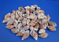 2-1/2 to 3 inches Giant African Land Snail Shells <font color=red> Wholesale</font> for Hermit Crab Homes  - 300 @ .30 each 