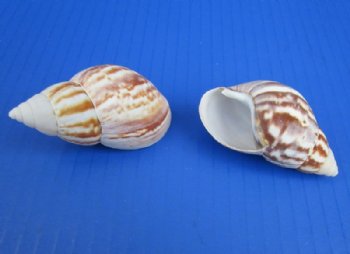 2-1/2 to 3 inches Giant African Land Snail Shells <font color=red> Wholesale</font> for Hermit Crab Homes  - 300 @ .30 each 