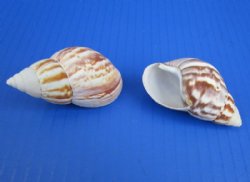 2-1/2 to 3 inches Giant African Land Snail Shells <font color=red> Wholesale</font> for Hermit Crab Homes  - 300 @ .30 each 