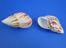 2-1/2 to 3 inches Giant African Land Snail Shells in Bulk for Hermit Crab Homes  -   50 @ .48 each