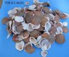 10 Kilos Case of Asian Moon Scallop Shells for Sale, Brown and White Sun and Moon Shells, Commercial Grade for Seashell Arts and Crafts (they will have chipped and broken edges) - Packed 10 kilos per case @ $2.88 a kilo