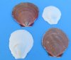1-3/4 to 3-1/2 inches Asia Moon Scallop Shells for Sale in Bulk, Brown and White Sun and Moon Shells  - Pack of 1 Bag of  2 kilos (4.4 pounds) @ $9.00 a bag; Pack of 3 Bags (4.4 pounds each) @ $8.00 a bag
