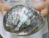 6-1/2 inches Polished Green Abalone Shell for Sale - Buy this one for <font color=red> $28.99</font> Plus $6.25 1st Class Postage