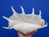 14-1/4 by 7-3/4 inches Extra Large Gorgeous Giant Spider Conch, Seba's Spider Conch Shell for Sale - You are buying this one for $19.99