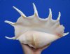 14 by 8-1/2 inches Gorgeous Large Giant Spider Conch Shell for Sale, with long spines - You are buying this one for $23.99