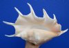14-1/2 by 8-1/4 inches Beautiful Huge Giant Spider Conch Shell for Sale, Seba's Spider Conch - You are buying this on for $19.99