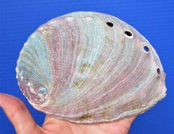 5-3/4 by 4-1/4 Natural Red Abalone Shell for Sale<font color=red> $15.99</font> Plus $8.00 Postage