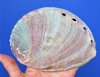 5-3/4 by 4-1/4 Beautiful Natural Red Abalone Shell for Sale for Smudging and Display - Buy this one for <font color=red> $15.99</font> Plus $6.25 1st Class Mail