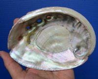 5-3/4 by 4-1/4 Natural Red Abalone Shell for Sale<font color=red> $15.99</font> Plus $8.00 Postage