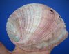 5-1/2 by 4-1/4 inches Red Abalone Shell for Smudging <font color=red> $15.99</font> Plus $7.50 Postage