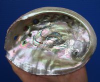 5-1/2 by 4-1/4 inches Red Abalone Shell for Smudging <font color=red> $15.99</font> Plus $8.00 Postage