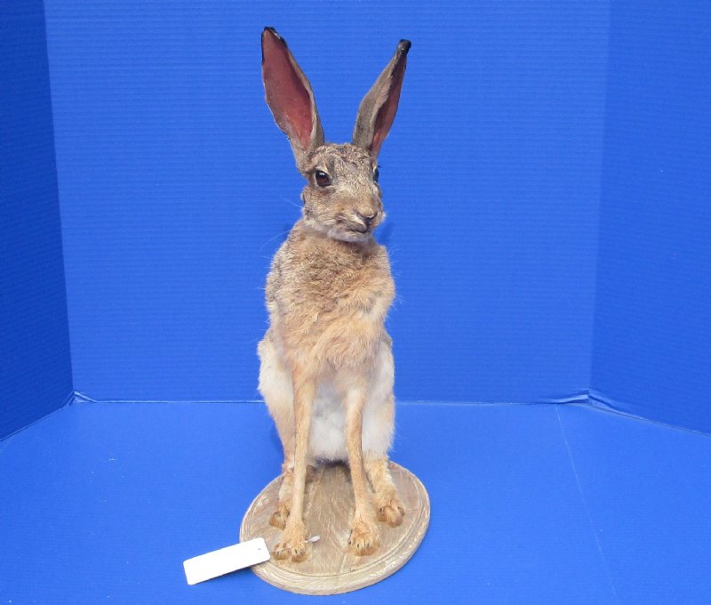 18 inches tall Taxidermy Full Mount African Cape Hare for Sale