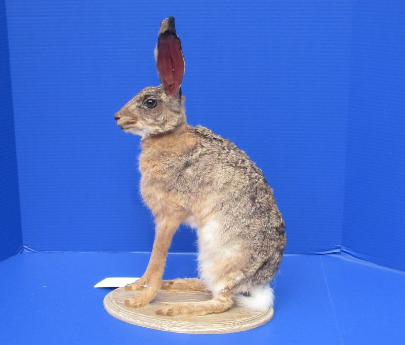 18 inches tall Taxidermy Full Mount African Cape Hare for Sale