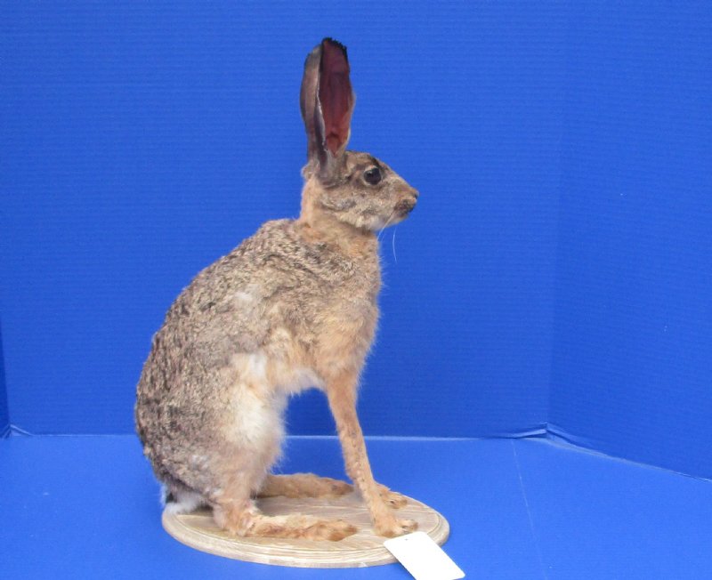 18 inches tall Taxidermy Full Mount African Cape Hare for Sale