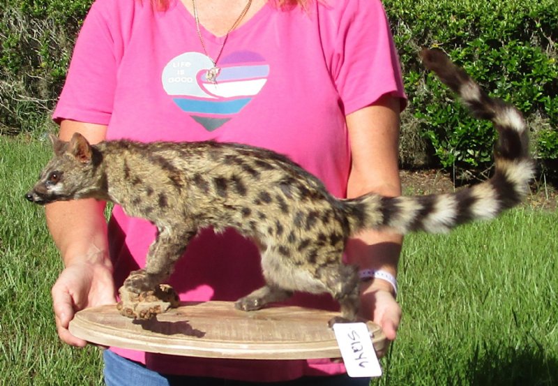 genet cat price