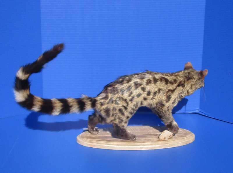 genet cat price