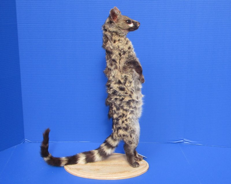 22 inches Tall Taxidermy African Spotted Mounted on a Wood Base