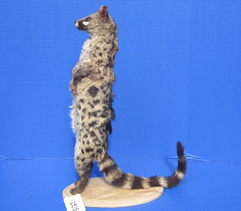22 inches Tall Taxidermy African Spotted Mounted on a Wood Base
