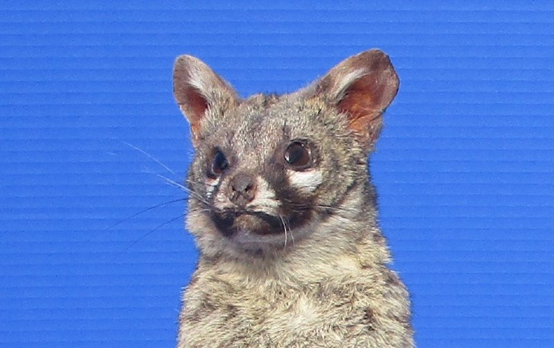 22 inches Tall Taxidermy African Spotted Mounted on a Wood Base